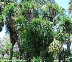 Image result for Myrianthus arboreus