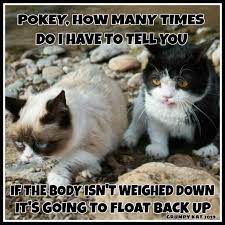 Another Grumpy Cat Meme By The Other Grumpy Kat 2019 Floating Body Grump Cat Grumpy Cat Meme Cat Memes