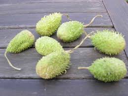 Image result for Cucumis engleri