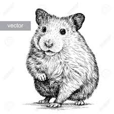 In these page, we also have variety of images available. Clipart Wallpaper Blink Hamster Clipart Sketch 1 1300 X 1300 For Android Windows Mac And Xbox Animal Drawings Animal Sketches Animal Art