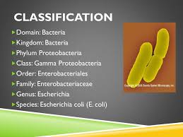 Ppt Eubacteria Powerpoint Presentation Free Download Id 2051451