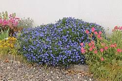 Image result for Lobelia chireensis