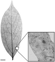 How sean lennon rescued primus side project beanpole from oblivion. Leaf X Ray Of An Herbarium Specimen Of Neolitsea Dealbata Showing The Download Scientific Diagram