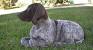 Weimaraner Dog
