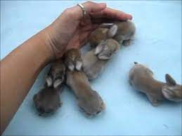 Old static week 6 idle. Coco D Litter Baby Bunnies 1 Week Old Youtube