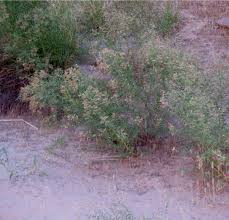 Image result for Allophylus tanzaniensis