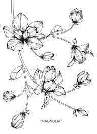 Southern Magnolia Sketches Google Search Flower Drawing Floral Drawing Flower Tattoo