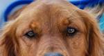Golden Retriever Puppies | Red Canyon Retrievers