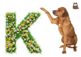 Also, don't forget to check what your child's future name day will be as well in our name day listing. Dog Names Starting With K Male And Female 100 Ideas