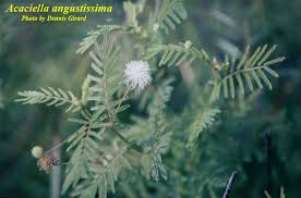 Image result for Acacia angustissima