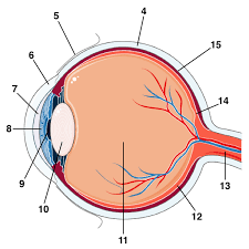 Image result for Retinal Anatomy