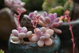 Succulent with small white flowers. Flowering Succulents You Can Brag About You Had Me At Gardening