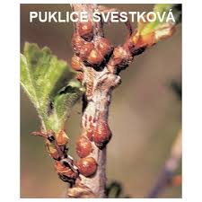 Image result for puklice švestková obrázek