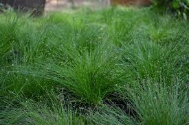 Image result for Isolepis