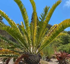 Image result for Encephalartos