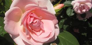 See more of poulsen roses japan on facebook. Wahl Der Rose 2017 Strauchrose Astrid Lindgren