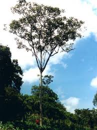 Image result for Polyscias fulva