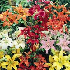 We did not find results for: Interstate Nurseries
