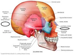 Sphenoid Bone An Irregular Bone Wedge Like An Unpaired Cranial Bone In The Front Middle Of The S Human Anatomy And Physiology Anatomy Bones Medical Anatomy