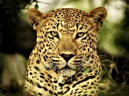 Animals Encyclopedia Jaguar Animal Leopard Face Leopard Wallpaper