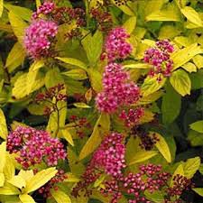 Image result for Spiraea billardii