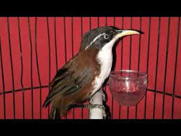 Burung kopi kopi atau cucak kopi gacor, suara hampir mirip perkutut, jadi kalo menurut saya kurang cocok buat masteran burung. Cucak Kopi Terbaik Dan Termerdu Menyapa Tamu Dengan Kicau Khasnya Youtube