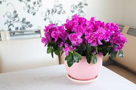 On all orders over £175. How To Stop An Indoor Azalea Withering And Dying Which Gardening Helpdesk