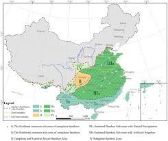 Image result for Oreobambos buchwaldii