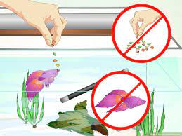 When you approach your tank happy bettas will normally begin to follow you intently and watch you. How To Make A Betta Trust You With Pictures Wikihow Pet