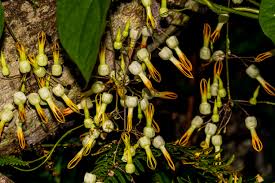 Image result for Riocreuxia