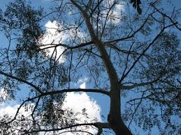 Image result for Albizia procera