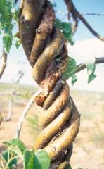 Image result for Tinospora fragosa