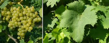 Image result for Passerina