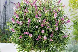 Image result for Hebe