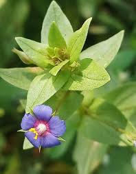 Image result for Anagallis gracilipes