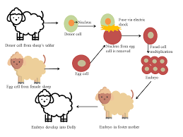 There is no right to have a genetically related child. What Is Genetic Engineering