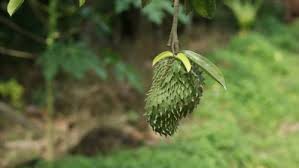 Selain buahnya dapat dimanfaatkan untuk kesegaran tubuh, daunnya juga. Durian Belanda Ubat Penyakit Kanser