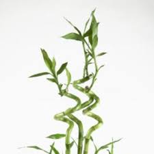 Image result for Dracaena sanderiana