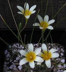 Image result for Romulea camerooniana