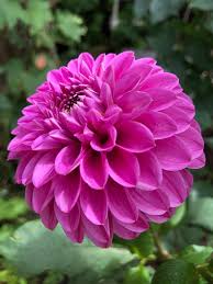 Vancouver Dahlia Society Home Facebook