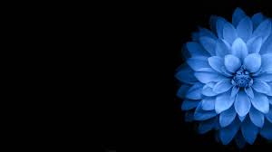 Check spelling or type a new query. Flower Black Background Images Hd Largest Wallpaper Portal