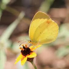 Image result for Mimosa Yellow 1990 Tracer