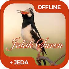 Maybe you would like to learn more about one of these? Masteran Burung Jalak Suren Offline Apk 1 0 Download Apk Latest Version