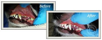 Canada, it's about $200 for teeth cleaning and depending on complications of extractions about $75 per tooth removal if necessary. Dental Cleaning For Dogs And Cats Qualified Pet Dental