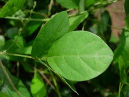 Image result for Teramnus labialis