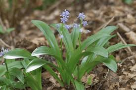 Image result for Asparagaceae