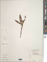 Image result for Eriosema laurentii