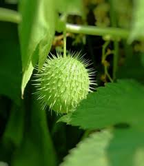 Image result for Cucumis anguria