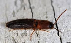 Bed bugs' small, flat bodies allow them to hide quite easily in seams of mattresses, bed frames, headboards, other spiders in houses tend to hang out in nooks and crannies, in cupboards, closets, chests black widow spiders and brown recluse spiders are the only poisonous species in the u.s. Coleoptera Families 1 Bugwoodwiki