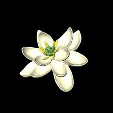 Scientists Might Know What The First Flower On Earth Looked Like Flowers Magnolia Flower All Flowers